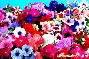 Петуния - любимица цветоводов