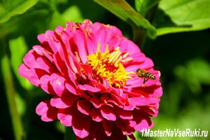 выращиваем_лучшие_однолетники.