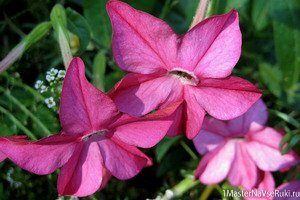 табачок_душистый