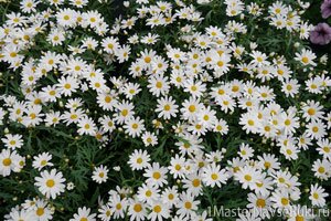 Аргирантемум