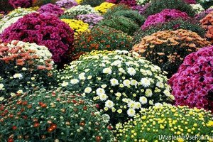 Горшечные хризантемы - солисты осеннего сада