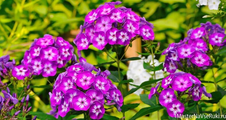 флоксы сорта с фото флоксы сорта с фото