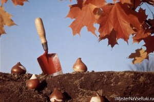 Сажаем цветы осень 