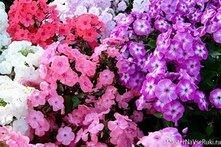 Флоксы многолетние - посадка и уход, фото