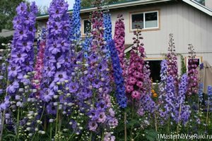 дельфиниум