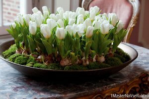 Луковичные цветы в горшках Луковичные цветы в горшках