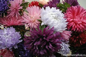 Астры_посадка_и_уход_в_открытом_грунте 