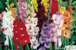 гладиолусы_посадка_и_уход 