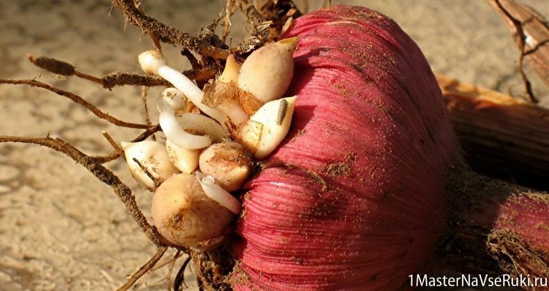 гладиолусы_посадка_и_уход гладиолусы_посадка_и_уход
