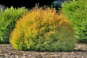 туя_посадка_и_уход 