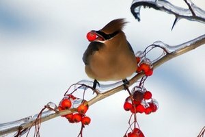 Февраль - работы в саду и огороде