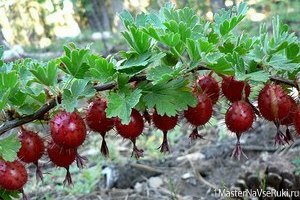 как правильно обрезать крыжовник и чем удобрять крыжовник весной