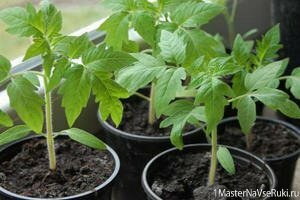 Как посеять помидоры на рассаду
