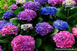 Пересадка гортензии весной 