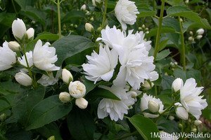 Чубушник посадка и уход