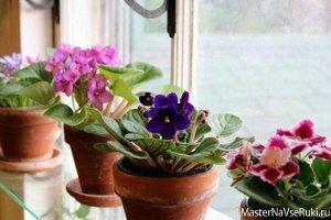Почему не цветут фиалки что делать