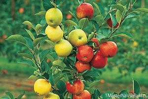 Как привить яблоню весной пошагово