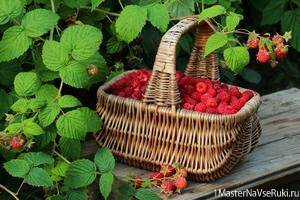 Уход за малиной весной