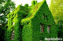 Вьющиеся растения для сада - фото и названия. Выбираем лучшие виды.