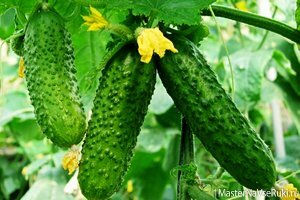 Огурцы выращивание и уход в теплице. Раскроем секреты выращивания огурцов в теплице.