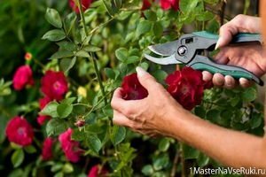 Размножение роз черенками