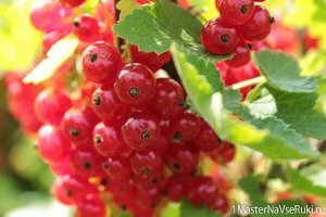 обрезка смородины весной