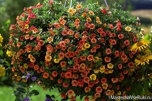 Калибрахоа выращивание и уход