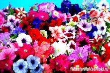 Петуния - любимица цветоводов - посадка и уход, фото цветов