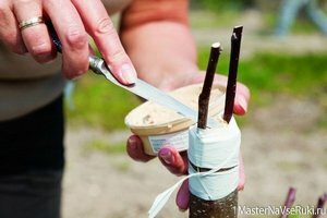 Прививка яблонь весной