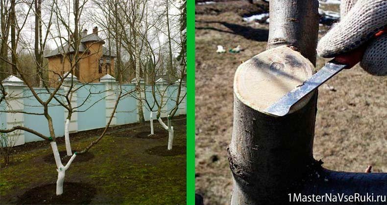Прививка яблонь весной Прививка яблонь весной