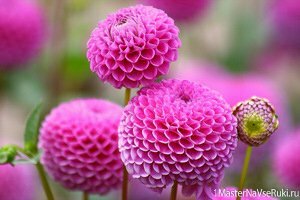 георгины проращивание клубней после зимы