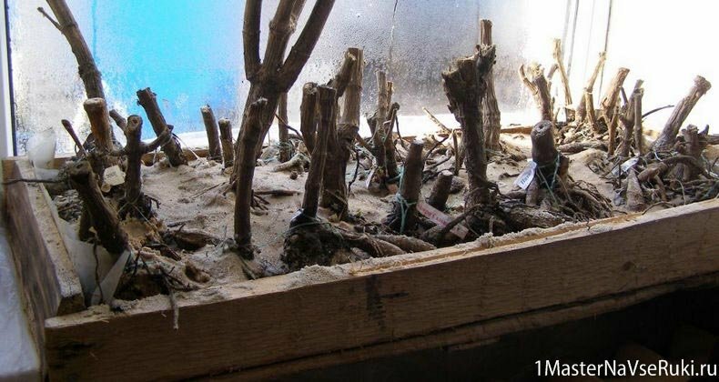 георгины проращивание клубней после зимы георгины проращивание клубней после зимы