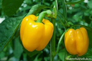 Как пасынковать перец