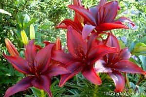 Как сажать лилии весной луковицами