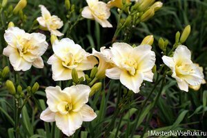 Лилейники посадка и уход в открытом грунте