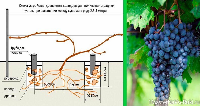 Виноград посадка и уход в открытом грунте Виноград посадка и уход в открытом грунте