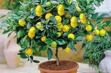 Лимонное дерево из косточки в домашних условиях