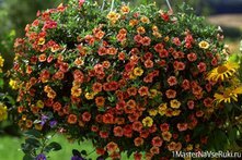 Калибрахоа выращивание и уход