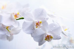 Пересадка орхидеи фаленопсис в домашних условиях Пересадка орхидеи фаленопсис в домашних условиях